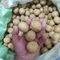 گردو خارجی پوست کاغذی بشرط