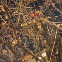 خط ثابت مرکز دیالمه