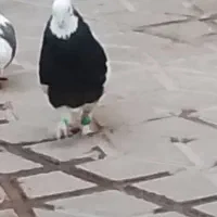 کبوتر