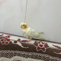 عروس هلندی