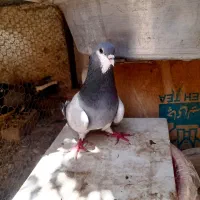 نر خرقه