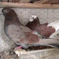 زرد سرور شازده پرشی