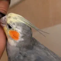 گمشده