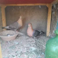 کبوتر