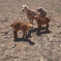 ۱عددگوسفند