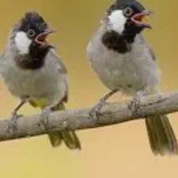 سهره قناری سنگ شکن وخرما
