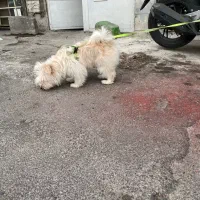 سگ پاکوتاه مالتیز شیطون باهوش