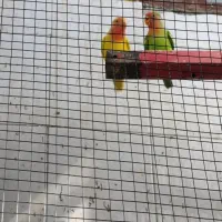 کوتوله باهوش زبل با نژاد خیلی خوب