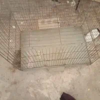 قفس پرندگان