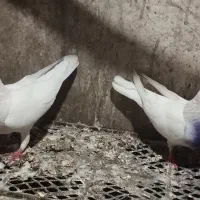 کفتر فورشی