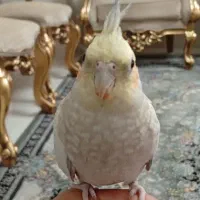 عروس هلندی