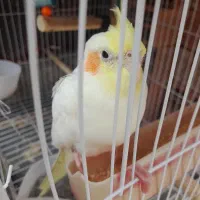 عروس هلندی