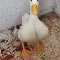 اردک