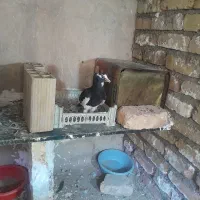 کفتر  مغلف