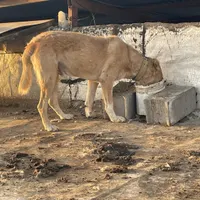 سگ نگهبان|سگ|قم, بیانی|دیوار