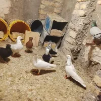کفتر|پرنده|رضویه, |دیوار