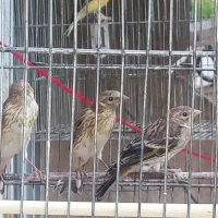 جوجه سهر قناری نر