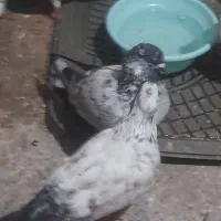 کبوتر