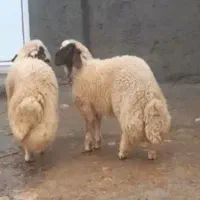بره قوچ سنجابی اصیل گوسفند بز