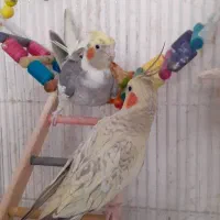 دو عدد عروس هلندی
