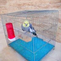 عروس هلندی نر  با قفس