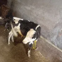 گوساله