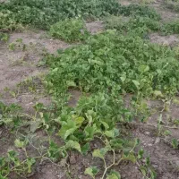 قرا شله بران