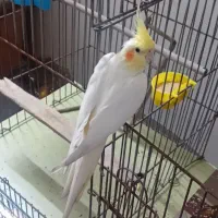 عروس نر