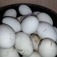 تخم غاز نطفه دار