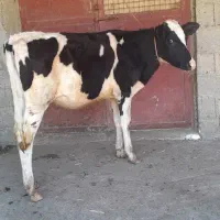 دوراس لیشه هولشتاین آمپولی گوساله گاو