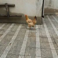 مرغ‌