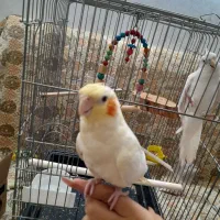 لوتینو دستی ۳ ماهه رام