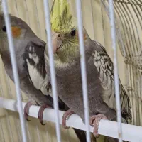 عروس هلندی