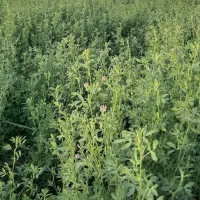 خرید و فروش یونجه