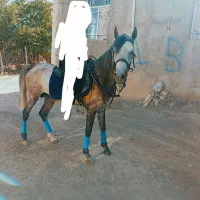 اسب نریان عرب ایرانی