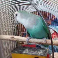 طوطی برزیلی دستی