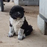 توله ماده