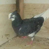 جوجه کفتر فوق‌العاده