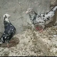 کبوتر سرور