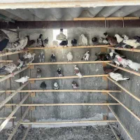 کبوترپرشی گرفتی همه پردمبی هستی
