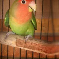 عروس کوتوله نر