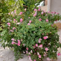 اجاره-باغ