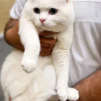 گربه