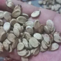 تخم هندوانه