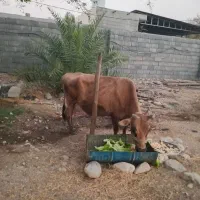 گاو ماده