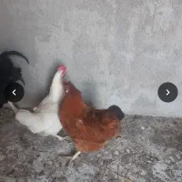 دو تا مرغ تخم گذار محلی... بوقلمون 4 ماهه