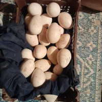 تخم بوقلمون