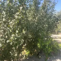 باغ-سند-دار-چهار-دیوار