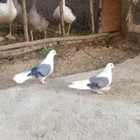 کبوتر دوکت