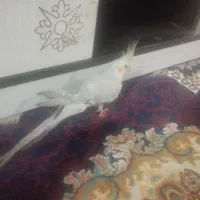 عروس
